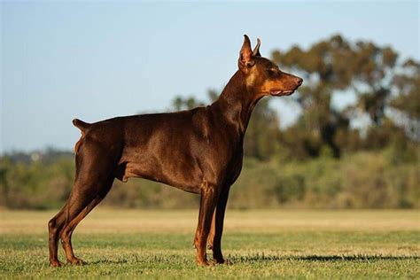 Brown Doberman Pinscher Dog Breed Information - Pet Care Stores