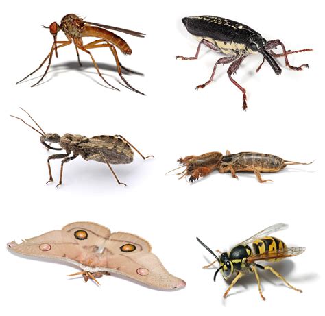 File:Insect collage.png - Wikipedia, the free encyclopedia