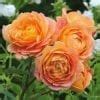 The Lady Gardener – Melvilles Roses
