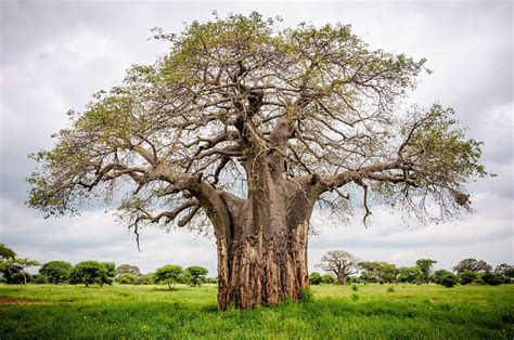 Luxury Tanzania Safari Lodge | Tarangire Treetops | Art Of Safari