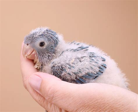 Small Parrot