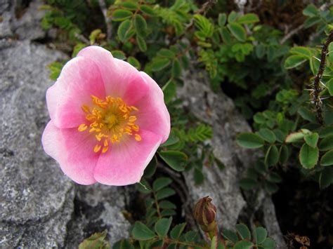 Burren wild flower, Ireland | Cat | Flickr