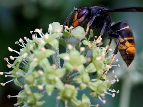 Native bee species could be 'wiped out' as Asian hornets spread across ...