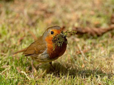 European Robin Nesting (Complete Guide) | Birdfact