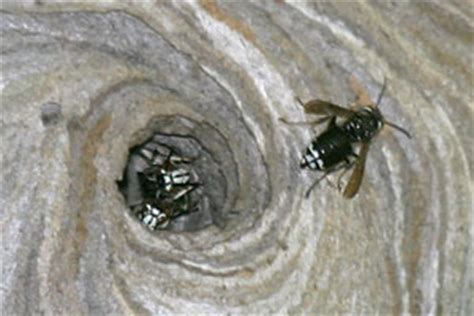 Bald-faced Hornet Facts - NatureMapping