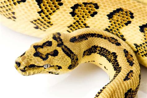 8 Carpet Python Morphs (With Pictures) - ReptileHow.com