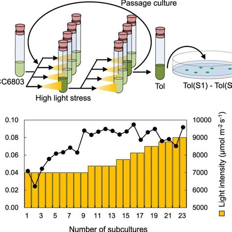 Chlorophyll content of PCC6803 and Tol strains under different light ...