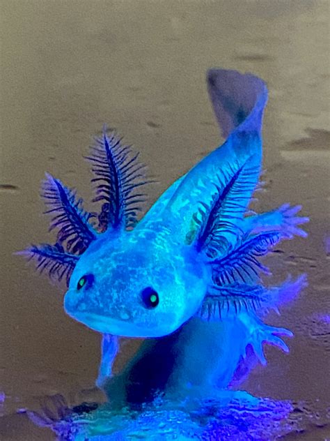 Fluffy Gilled Granite GFP Melanoid #3 (RARE)(Last Few!) – Ivy's Axolotls - Quality Pet Axolotls ...