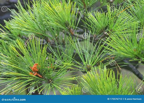 The Needle-shaped Leaves of a Pine Tree, with Some Young Orange Pine Cones Stock Photo - Image ...