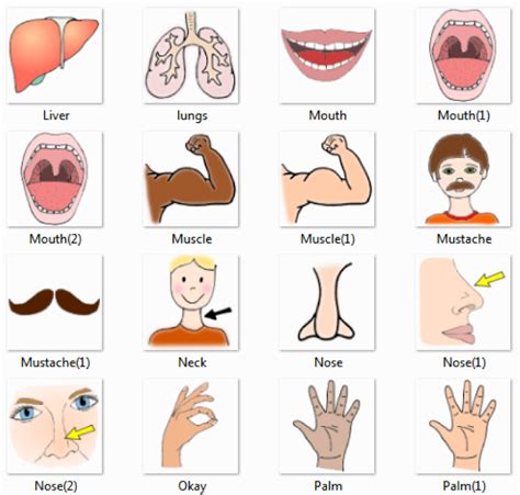 Parts Of Body Names In Urdu And English With Pictures