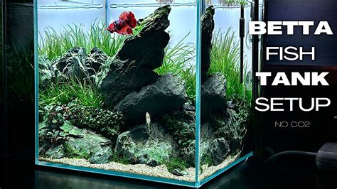 What Is The Best Water To Put In A Betta Fish Tank at Rachel Decosta blog