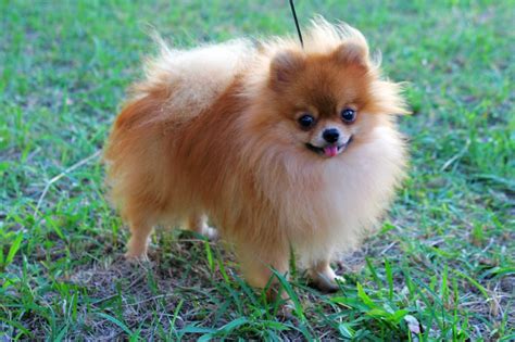 Pomeranian Breed Guide - Learn about the Pomeranian.