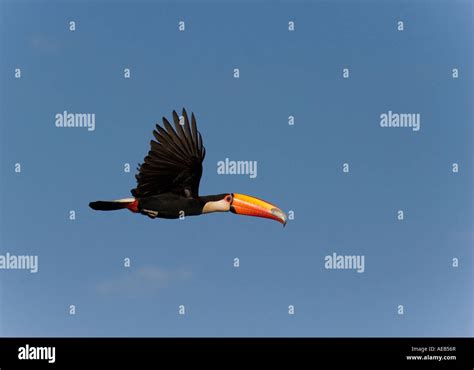 Flying toucan hi-res stock photography and images - Alamy