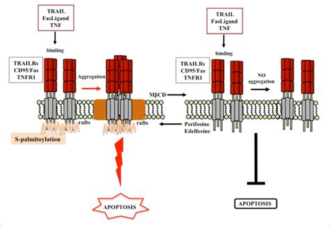 | Proposed model for lipid rafts involvement in receptor-mediated cell ...