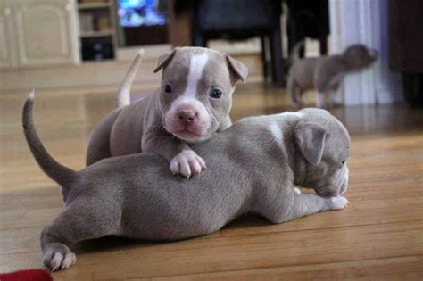 Cute Baby Pitbull Dog