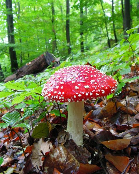 Free Images : nature, forest, flower, gift, autumn, flora, fungus, spotted, mushrooms ...