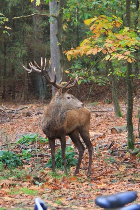 Park de Hoge Veluwe | Moose and Wildlife