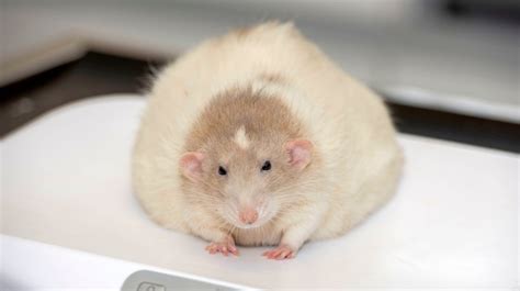 A fat rat from Wales battles the bulge in a national pet slimming ...