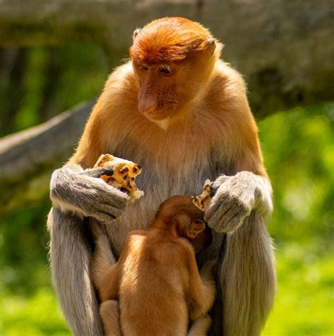 Proboscis Monkey with Baby · Free Stock Photo