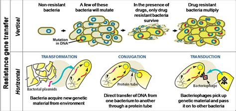 Penicillin Resistance in Bacteria