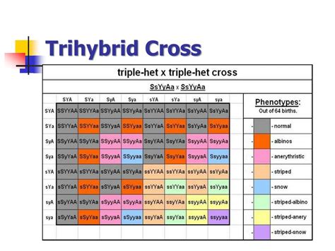 PPT - Heredity (B) -2014 PowerPoint Presentation, free download - ID ...