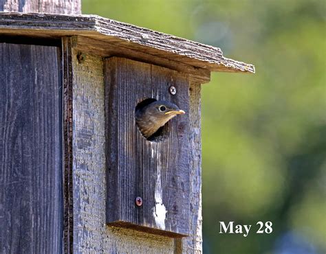 Bluebird Nesting at Sunburst, part 2 | Sunburst