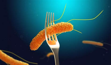 Could there be a Salmonella Vaccine?