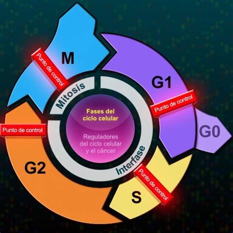 Invasión de células cancerosas | Cell cycle, Eukaryotic cell, Teaching ...