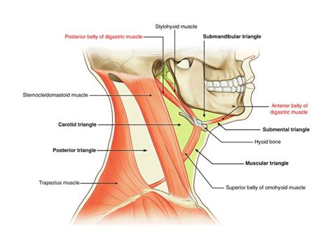 the muscles are labeled in this diagram, including the neck and upper ...