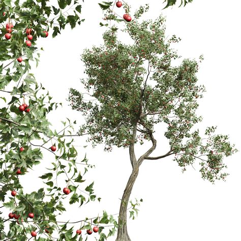 ArtStation - New Plant High detail Crataegus Pinnatifida Hawthorn ...