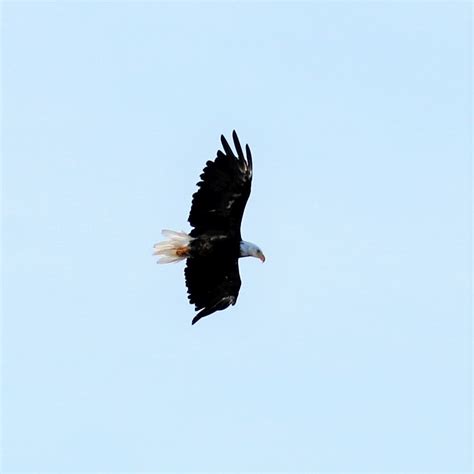 Ballard Locks – My.Bird.Walks.