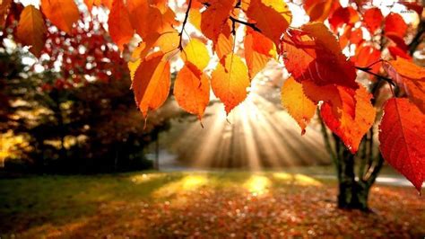 Autumn Leaves | Beautiful facebook cover photos, Halloween cover photo ...