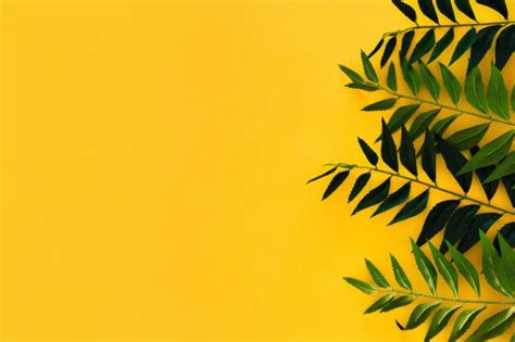 Download Border Green Leaves On Yellow With Copyspace for free | Iphone wallpaper hipster ...