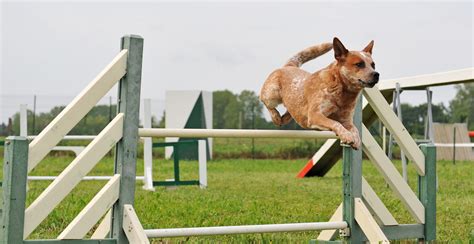 Australian Cattle Dog Guide (Size & Breed Characteristics)