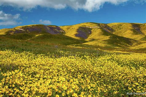 A super bloom is exploding a five-hour drive from the San Francisco Bay Area - SFGate