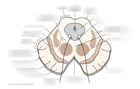 Superior Colliculus Diagram | Quizlet