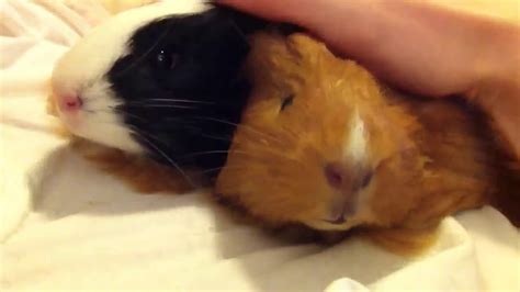 Guinea pigs purring happy - YouTube