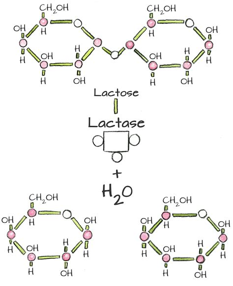 Lactase Enzyme Structure