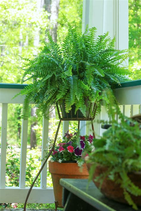 Fern Care: How to Keep Ferns Healthy and Green - Stacy Lyn Harris