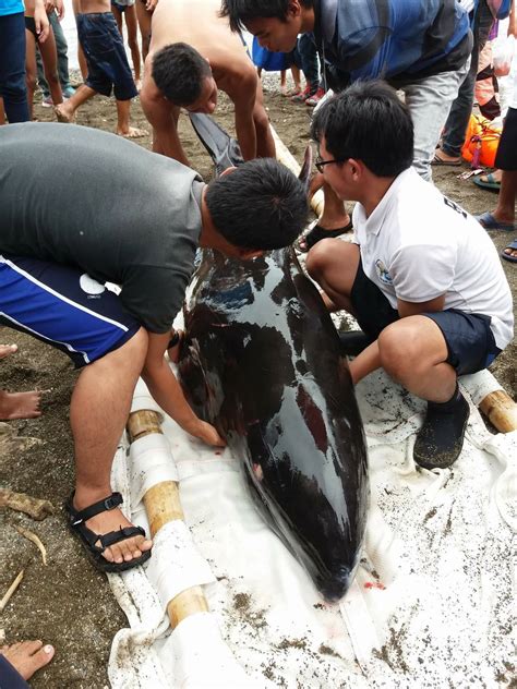 A Melon Headed Whale stranded at Brgy. Tuyan, Malapatan, Sarangani ...