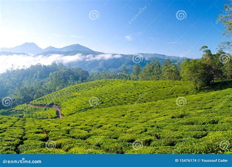 Tea cultivation stock photo. Image of greenery, rural - 15476174