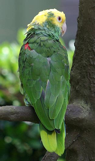 Amazon Parrot