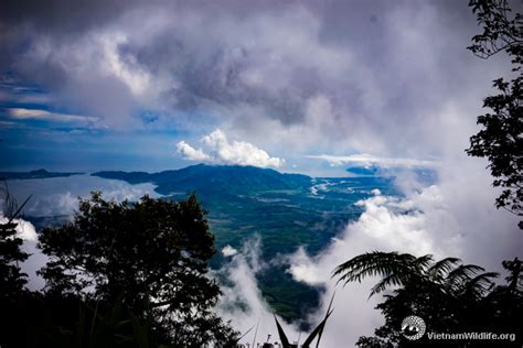 VQG Bạch Mã (Bach Ma National Park) – 08/2017 | Vietnam Wildlife