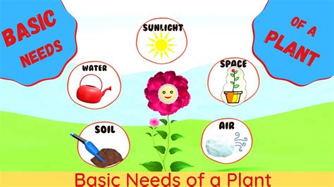 Basic Needs of a Plant | Needs of a Plant | Plant Needs for kids | What ...