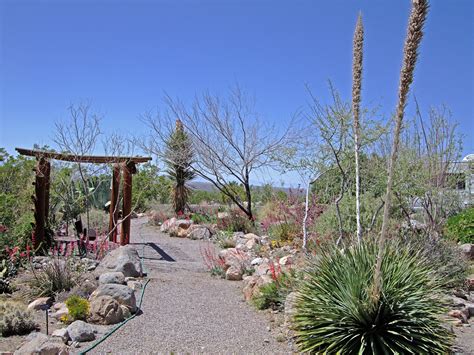 Cactus garden: Oliver Lee Memorial State Park, New Mexico