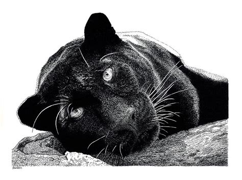 Black Panther Drawing by Scott Woyak