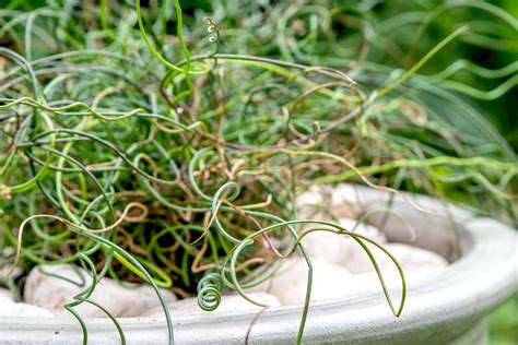 Growing Corkscrew Rush Plants