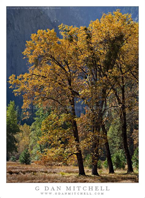 Autumn Oak Trees, Cliff Face - Yosemite Valley | G Dan Mitchell Photography