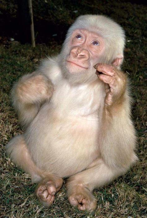 Snowflake the only albino gorilla | Albino gorilla, Albino animals, Rare albino animals