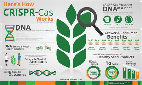 Gene editing: How breeders use CRISPR and TALEN to improve crops, livestock - Genetic Literacy ...